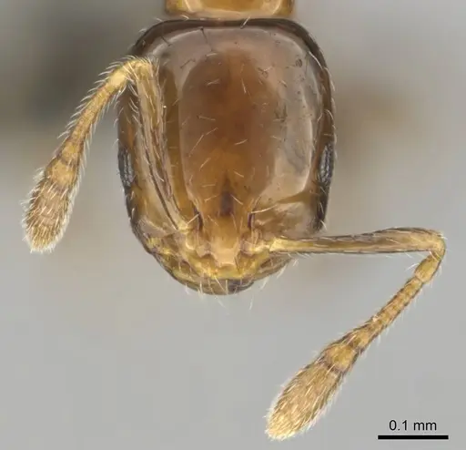 Monomorium boerorum specimen