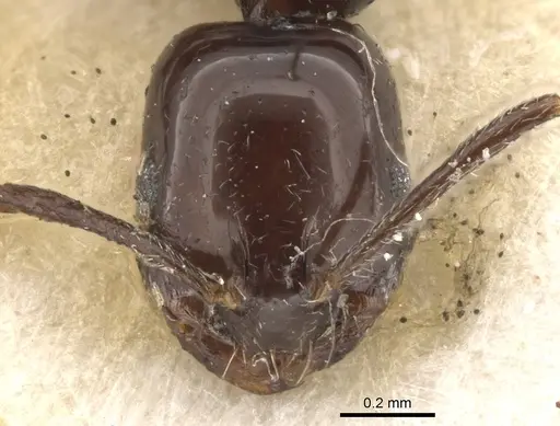 Monomorium boltoni specimen