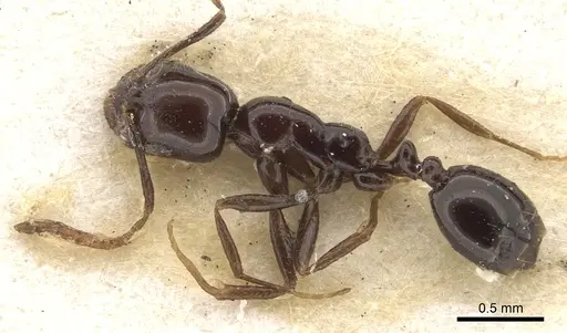 Monomorium boltoni specimen