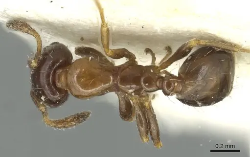 Monomorium borlei specimen