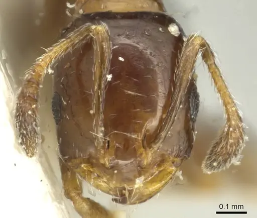 Monomorium borlei specimen