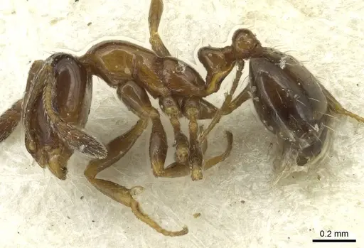 Monomorium borlei specimen