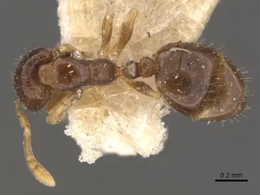 Monomorium brasiliense specimen