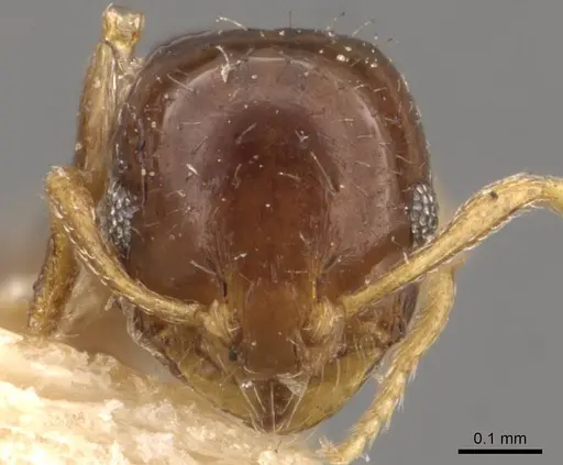 Monomorium brasiliense specimen