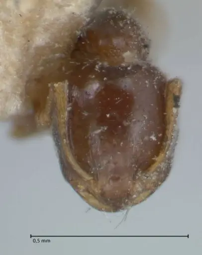 Monomorium brasiliense - FOCOL1691