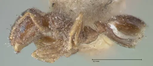 Monomorium brasiliense - FOCOL1691