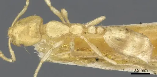 Monomorium braunsi specimen