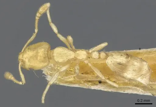 Monomorium braunsi specimen