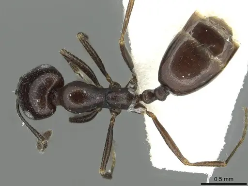 Monomorium buettikeri specimen