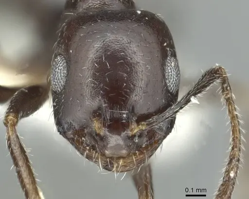 Monomorium buettikeri specimen