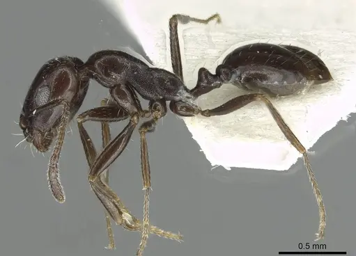 Monomorium buettikeri specimen