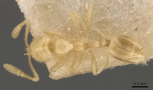Monomorium butteli specimen