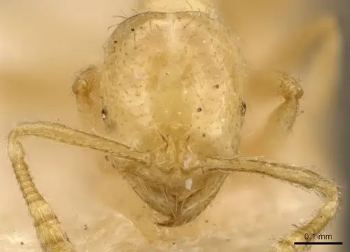 Monomorium butteli specimen