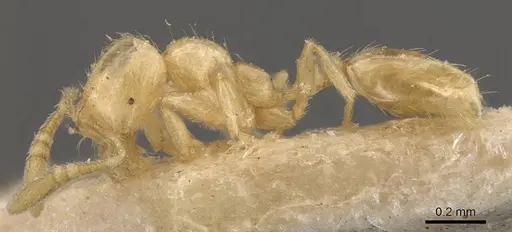 Monomorium butteli specimen