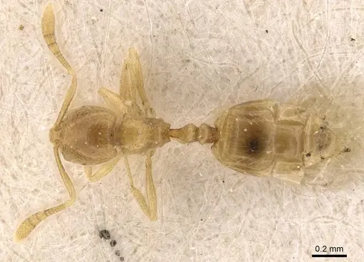 Monomorium butteli - CASENT0908694