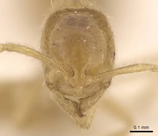 Monomorium butteli - CASENT0908694