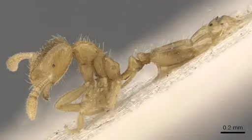 Monomorium butteli - CASENT0908694