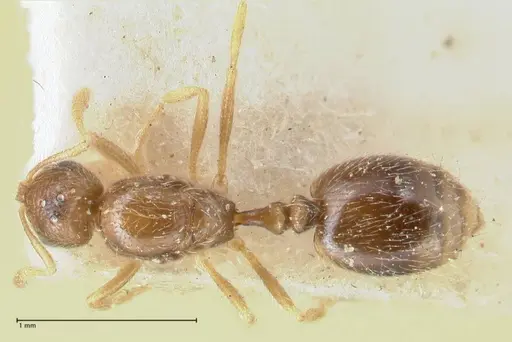 Monomorium butteli - FOCOL1692