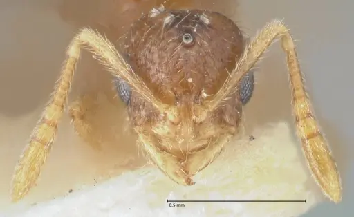 Monomorium butteli - FOCOL1692