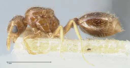 Monomorium butteli - FOCOL1692