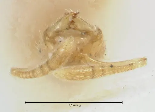 Monomorium butteli - FOCOL1693