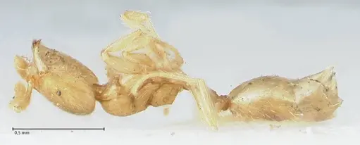 Monomorium butteli - FOCOL1693