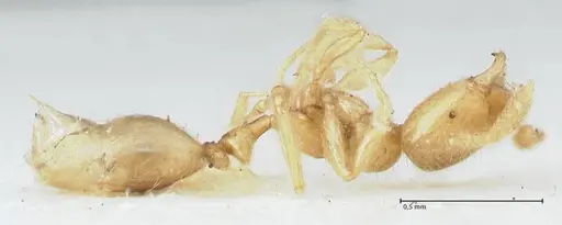 Monomorium butteli - FOCOL1693