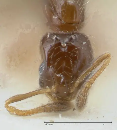 Monomorium butteli - FOCOL1694