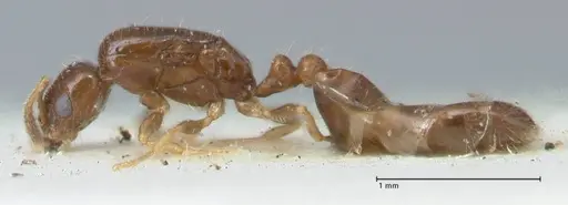 Monomorium butteli - FOCOL1694