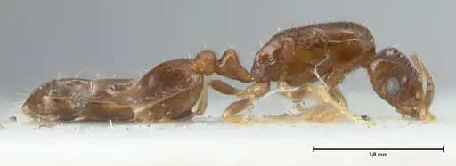 Monomorium butteli - FOCOL1694