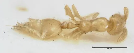 Monomorium butteli - FOCOL1695