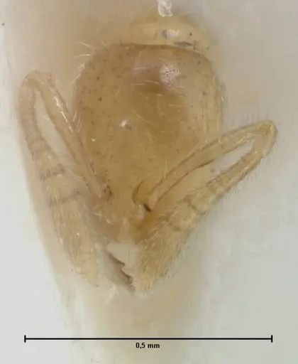 Monomorium butteli - FOCOL1695