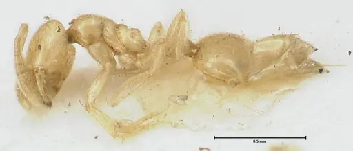 Monomorium butteli - FOCOL1695