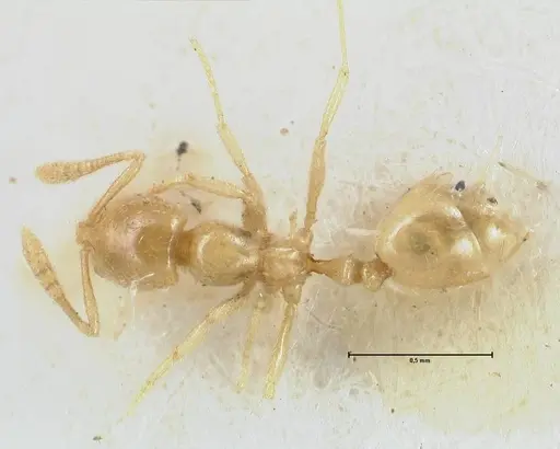 Monomorium butteli - FOCOL1696