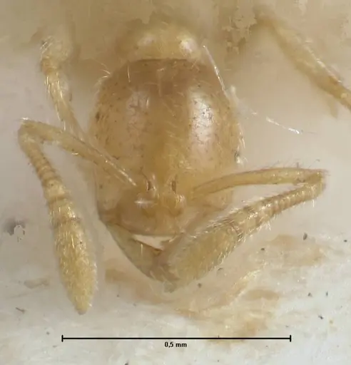 Monomorium butteli - FOCOL1696