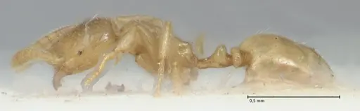 Monomorium butteli - FOCOL1696