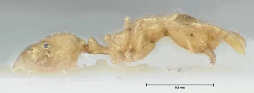 Monomorium butteli - FOCOL1696