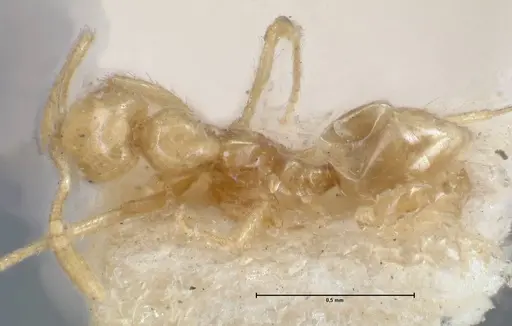 Monomorium butteli - FOCOL1697