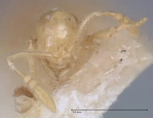 Monomorium butteli - FOCOL1697