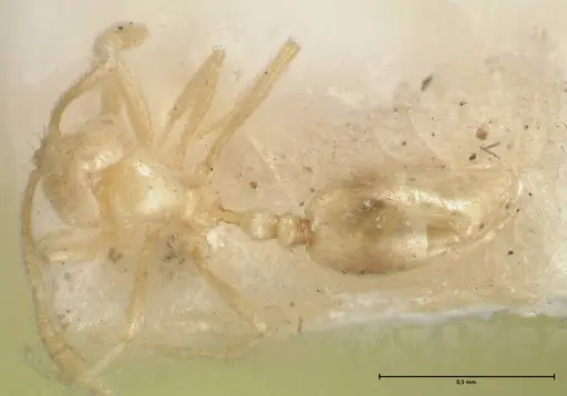 Monomorium butteli - FOCOL1698