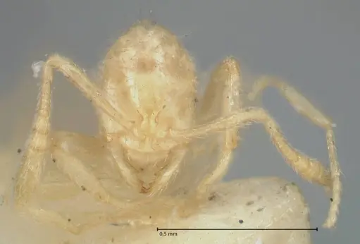 Monomorium butteli - FOCOL1698
