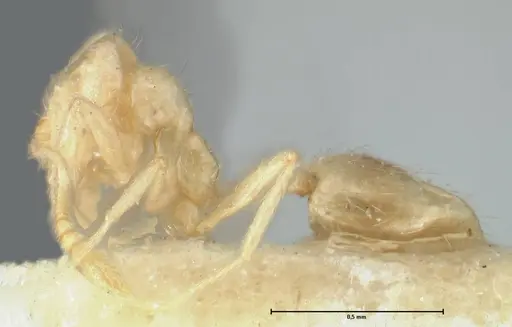 Monomorium butteli - FOCOL1698