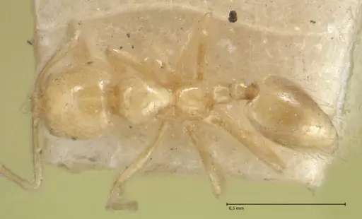 Monomorium butteli - FOCOL1699