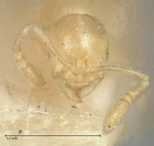 Monomorium butteli - FOCOL1699