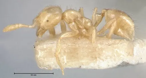 Monomorium butteli - FOCOL1699