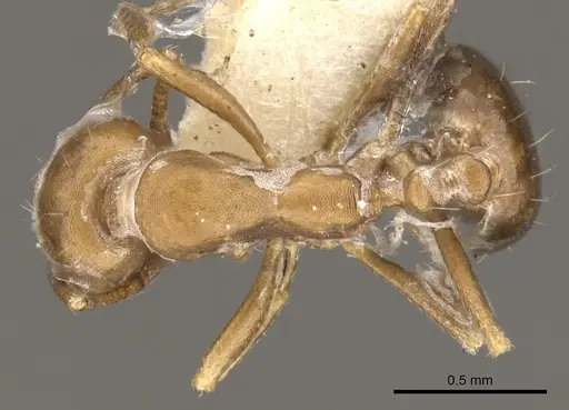 Monomorium buxtoni specimen