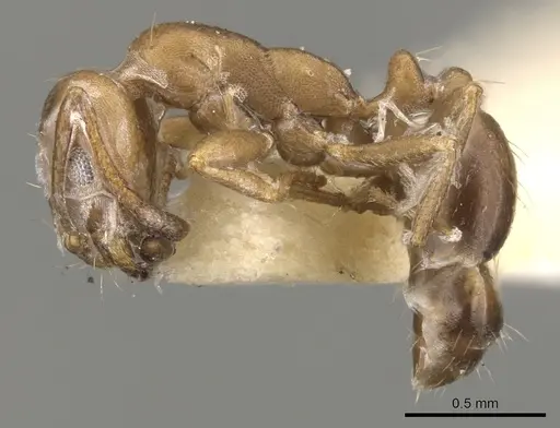 Monomorium buxtoni specimen