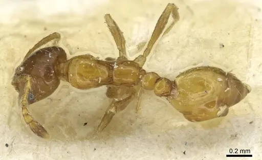 Monomorium captator specimen