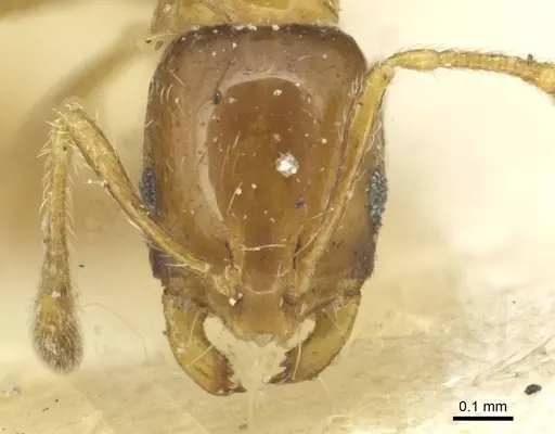 Monomorium captator specimen