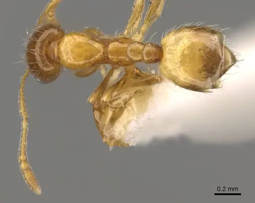 Monomorium captator - CASENT0914390